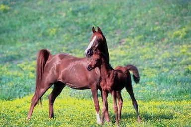Horse01